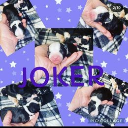 Boston Terrier Puppies from Beatrice's Kennels