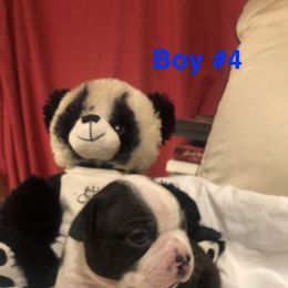 Boston Terrier Puppies from Bonze Boston Terriers