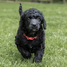 Poodle Puppies from Perigueux Poodles