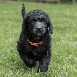 Poodle Puppies from Perigueux Poodles