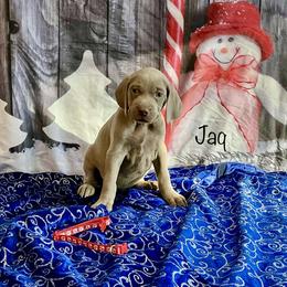 Jaq - Silver gray male Weimaraner puppy in Aitkin, Minnesota from Whispering’s GunDogs