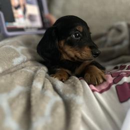 Black And Tan Male - Black and tan male Dachshund puppy in Blackstone, Virginia from Cheyenne's Dachshunds