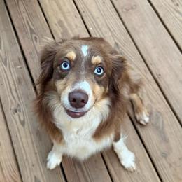 Harley - Miniature Australian Shepherd