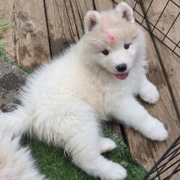 Pink girl - White and biscuit female Samoyed puppy in Elwell, Michigan from Limelight Samoyeds