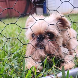 Brussels Griffons from Karen Marquez