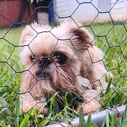 Brussels Griffons from Karen Marquez