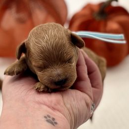 Bubbles - Red  female Poodle puppy in Munster, Indiana from Miranda’s Sunshine Poodles and Doodles