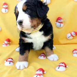 Holly girl 4 - Black rust and white female Bernese Mountain Dog puppy in Carlotta, California from Aunt-T’s Australian Shepherds
