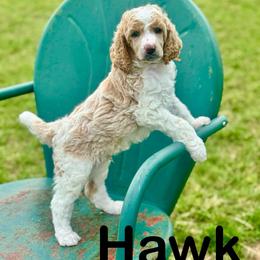Hawk - Red  male Poodle puppy in Ardmore, Oklahoma from The Poodles of Green Acres