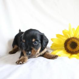 Dusty - Black and tan male Dachshund puppy in Fredericksburg, Ohio from William's Dachshunds