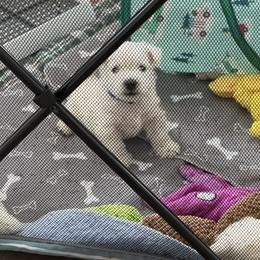 West Highland White Terrier Puppies from Highland Skye