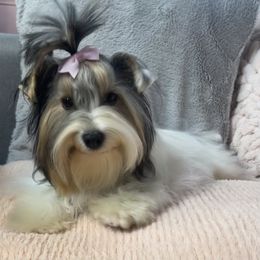 Companion Crosses and Yorkshire Terriers from Reed’s Breeds