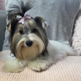 Companion Crosses and Yorkshire Terriers from Reed’s Breeds