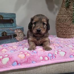 Unity (AKC) - Red female Dachshund puppy in Rainbow City, Alabama from Spinks Puppies