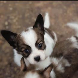 Boy 1 - White and sable male Papillon puppy in Joshua, Texas from Summertime Kennels