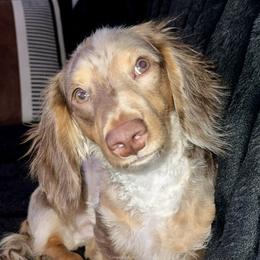 Gunnar - Dachshund