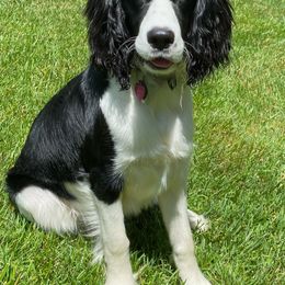 English Springer Spaniel Puppies from Brandywine Springers