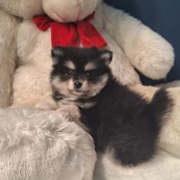 Freya - Tri-colored female Pomeranian puppy in Tampa, St Petersburg, Florida from Diana's Pomeranians