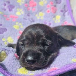 Girl 1 - Brindle female Dachshund puppy in Woodland, Washington from SJs Dachshunds