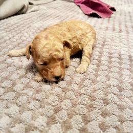 Apollodorus - Apricot male Poodle puppy in Jersey City, New Jersey from Tuts Pups Cafe