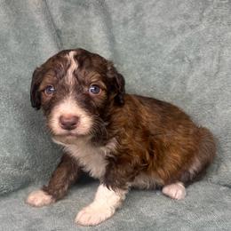 Boy 3 - Red male Aussiedoodle puppy in Alabama from SBA Aussies
