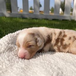 Sequoia - Red Merle Female - Red merle female Australian Shepherd puppy in Hugo, Colorado from Frying Pan Ranch Australian Shepherds