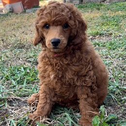 Cookie - Red  Poodle puppy in Jensen Beach, Florida from Pineapple Poodles