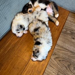 Boy 2 - Black tri-color male Australian Shepherd puppy in Dayton, Ohio from Willowlake Australian Shepherds