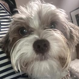 Kingston - Yorkshire Terrier