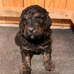 Pepper - Phantom male Goldendoodle puppy in Nathalie, Virginia from Deez Doodles
