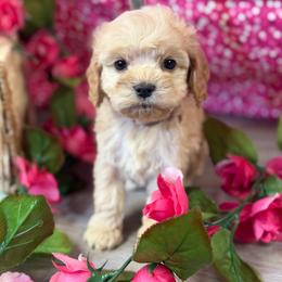 Rose G1 dk pink - Red female Cockapoo puppy in Haines City, Florida from Camic Cockapoos