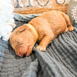 4th Pick ( Honey) - Apricot female Cavapoo puppy in Marquand, Missouri from Perfectly Playful Doodles