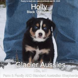 Holly - Black tri-color female Australian Shepherd puppy in Kila, Montana from Glacier Aussies