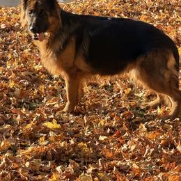 Upsi - German Shepherd