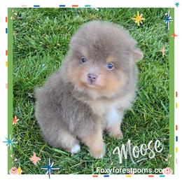 Moose - Chocolate and tan male Pomeranian puppy in Eatonville, Washington from Foxy Forest Poms