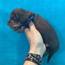 Tanner - Chocolate and tan male Dachshund puppy in Lincoln, Arkansas from Red Dirt Dachshunds