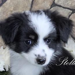 Stella - Black tri female Miniature American Shepherd puppy in Carney, Oklahoma from Shade Tree Aussies
