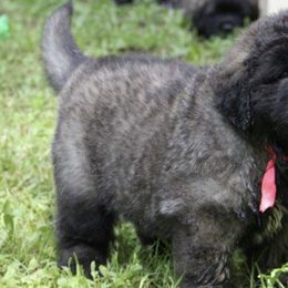 Leonbergers from Northwoods Leonbergers