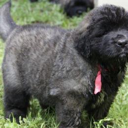Leonbergers from Northwoods Leonbergers