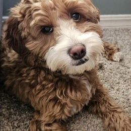 Lily - Cockapoo