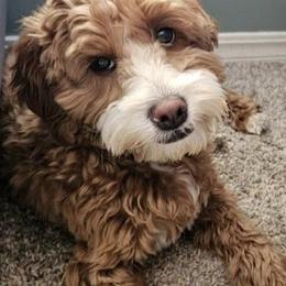Lily - Cockapoo