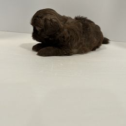 Shih Tzu Puppies from Moore Shih Tzus