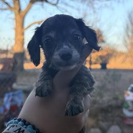 Aladdin - Brindle male Dachshund puppy in Lexington, Oklahoma from BooneDox Miniature Dachshunds