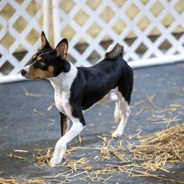Basenji Puppies from Flutesong Basenjis II