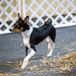 Basenji Puppies from Flutesong Basenjis II