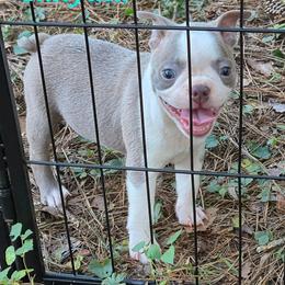 Katydid - Lilac female Boston Terrier puppy in Griffin, Georgia from Celtic Performance Bostons