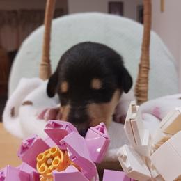 Kiara (Tri Girl 1) - Black white and tan female Collie puppy in Nunn, Colorado from Kingsgift Collies
