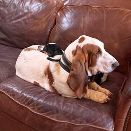Basset Hound Puppies from Blooming Basset