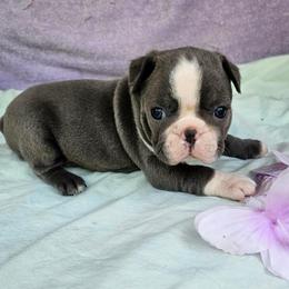 WILL - Blue male Boston Terrier puppy in Anderson, South Carolina from Lola’s House of Bostons & Rescue