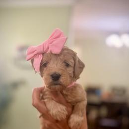 Light pink collar, girl - Apricot female Goldendoodle puppy in Dupont, Washington from Willow Tree Doodles